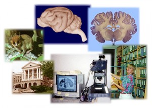 Explore the Brain Museum