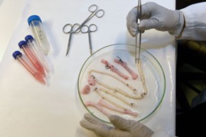 Preparation of Blood Vessels in the Lab 