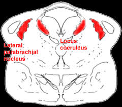Parabrachial Nucleus of the Brain