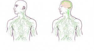 Old and New Lymphatic System Map 