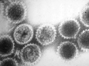 Oncolytic Herpes Virus 