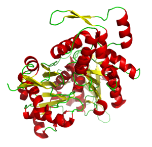 Gelsolin Protein