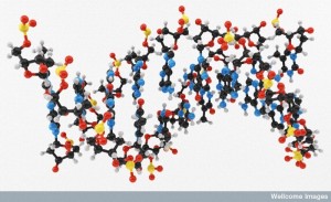 Molecular DNA Model