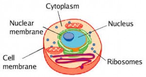 Ribosomes in a Cell 