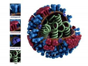 3D Model of Influenza with Hemagglutinin
