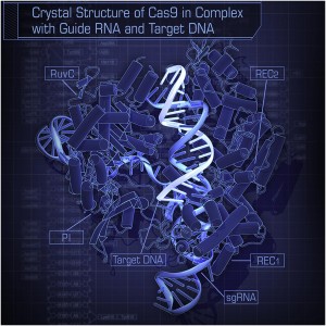 Crystal Structure of Cas9