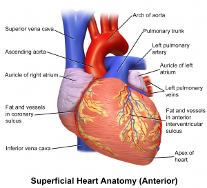 Human Heart Anterior