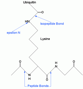 Isopeptide Bonds