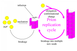 Prion Replication