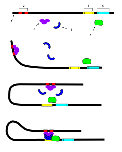 Enhancer Nucleotide Sequence