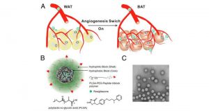 MIT Obesity NanoParticle 