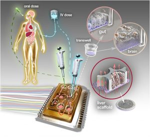 MIT’s Physiome-on-a-Chip | Medical Automation healthcare automation